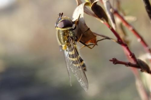 Réf. 223 376 : Syrphus torvus